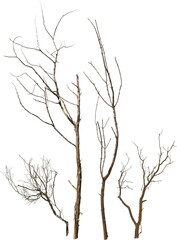 Dry tree branch isolated on transparent background. Broken branche