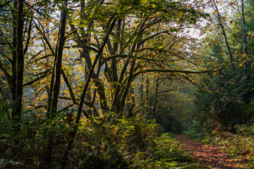 autumn light along a trail in the woods