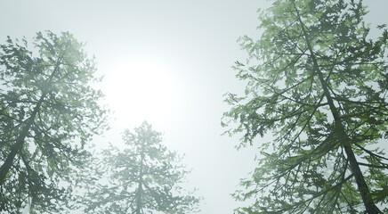 The forest fog nature sky light