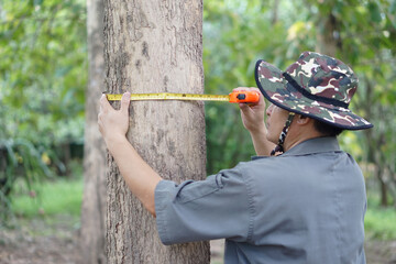 Asian man botanist is using measuring tape to measure trunk of tree in forest to analysis and...