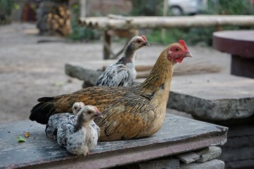 Chicken and her chick.