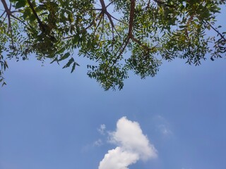 sky and tree