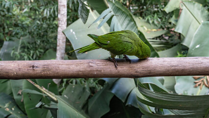 A bright parrot Amazona albifrons is sitting on a perch, cleaning its beak. Green feathers, tail,...