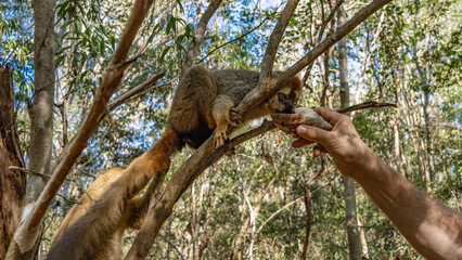 Common brown lemur Eulemur albifrons in Kirindy Forest Park. A charming animal is sitting on a tree branch, drinking water from a shell, which is held out to him by a human hand. Madagascar.