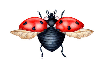 Watercolor illustration of a cute ladybug, red beetle. Flying bright cartoon insects. Composition for posters, postcards, banners, flyers, covers, posters and other printing products. Isolated