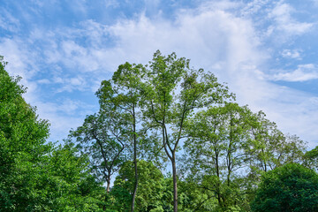 Looking at the forest and blue sky
