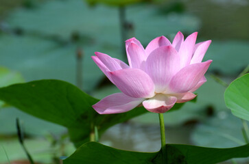 Fototapeta premium Pink lotus flowers are blooming in the morning at the public pond in the village.