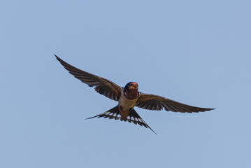 Barn Swallow