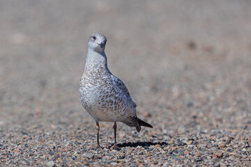 Seagulls
