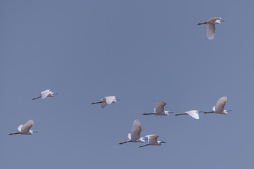 snowy egret