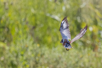 kingfisher