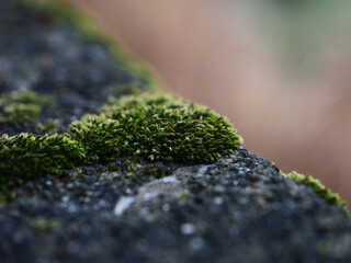 green moss on the stone