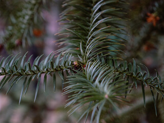 close up of pine needles