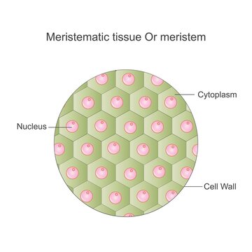 Meristematic tissue, or meristem, is plant tissue responsible for growth and differentiation, found at the tips of stems and roots.