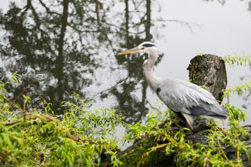 A big bird grey heron on the wildlife foliage beside water where it lives and hunts. Ardea cinerea is a large animal at home in European wetlands 