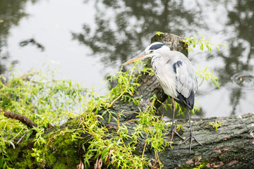 A big bird grey heron on the wildlife foliage beside water where it lives and hunts. Ardea cinerea is a large animal at home in European wetlands 