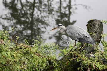 Fototapeta premium A big bird grey heron on the wildlife foliage beside water where it lives and hunts. Ardea cinerea is a large animal at home in European wetlands 
