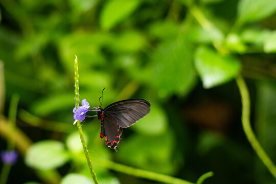 A pretty butterfly known as a pink spotted cattleheart or latin name Parides photinus floats near a tropical plant