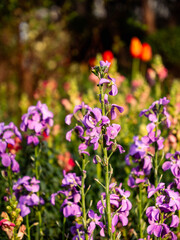 flowers in the garden