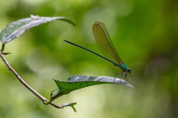 Tiny dragonfly with natural green leaf in a garden