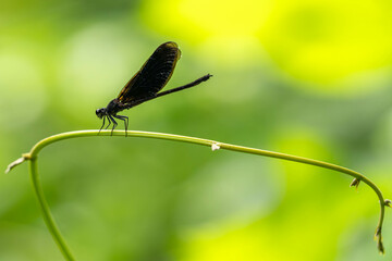 Tiny dragonfly with natural green leaf in a garden