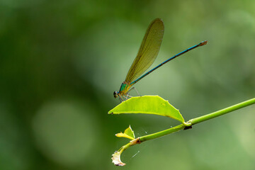 Tiny dragonfly with natural green leaf in a garden