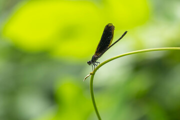 Tiny dragonfly with natural green leaf in a garden