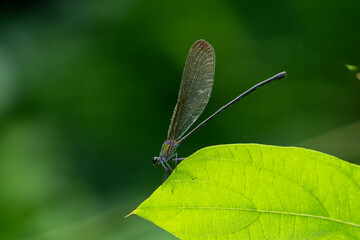 Tiny dragonfly with natural green leaf in a garden