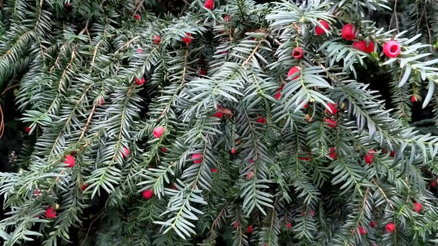 Taxus baccata. Evergreen tree with berries. Yew tree