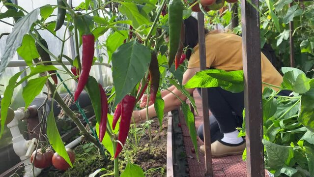 female gardener growing red hot peppers in a greenhouse