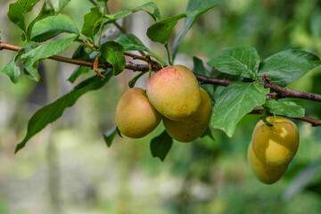 Plums hang on a tree branch. A few fresh juicy round plum berries with leaves on a branch. A ripening plum on a branch. Natural background with fruits. Cultivation of plums. Selective focus.