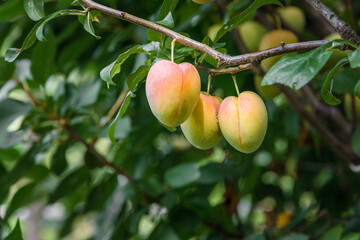 A few fresh juicy round plum berries with leaves on a branch. Plums hang on a tree branch. A ripening plum on a branch. Natural background with fruits. Cultivation of plums. Selective focus.