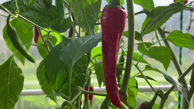 red hot pepper growing in a greenhouse
