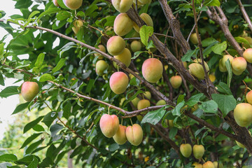 A few fresh juicy round plum berries with leaves on a branch. Plums hang on a tree branch. Natural background with fruits. Cultivation of plums, young fruits of the plum tree. Selective focus.