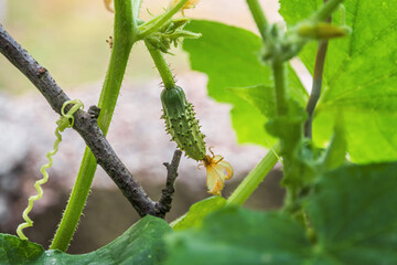 Growing cucumbers in the garden. Young plants of flowering cucumbers with yellow flowers on a background of green leaves. Cultivation and flowering of cucumbers in the open ground. Selective focus.