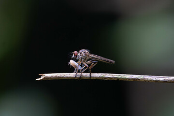 a robber fly as it eats the insect