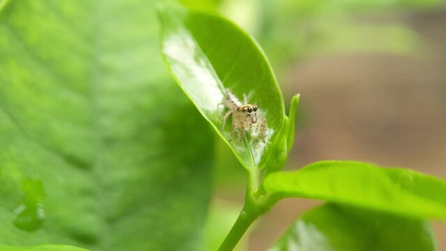 Exploring the Micro World: Cute Spider's Daily Adventures