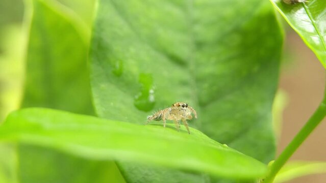 Charming Arachnid: Cute Spider in Action