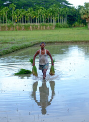 Bangladeshi rural farmer is cultivating crops in his farm land
