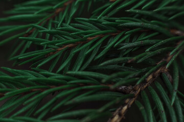 green spruce branches close-up, short needles of a coniferous tree close-up on a green background, the texture of the needles of a Christmas tree close-up