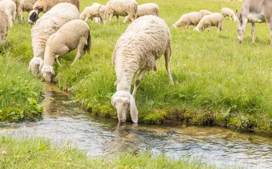 Fotobehang Close up of Italian sheep drinking of a natural brook with clear fresh water in an alpine meadow. Cute sheep drinking water during summer. Day. © Dirk