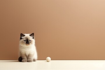 a small beige-colored ragdoll kitten sitting with a toy ball n the floor on a creme colored seamless brown background, copy space for text