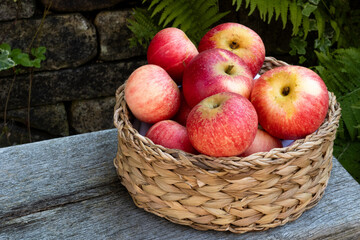 Freshly picked red apples in a basket outdoors