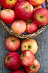 Freshly picked red apples in a basket outdoors