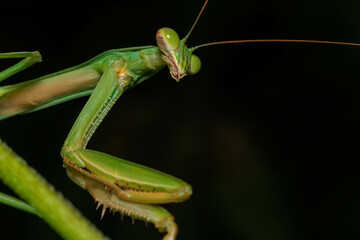 葉の上で静かに獲物を待つカマキリ