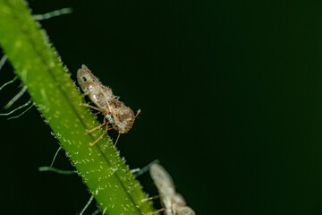 葉の上にいる小さい虫のアワダチソウグンバイ