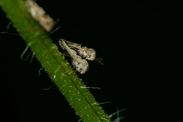 葉の上にいる小さい虫のアワダチソウグンバイ