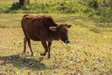 CoA cow walking on the autumn meadow