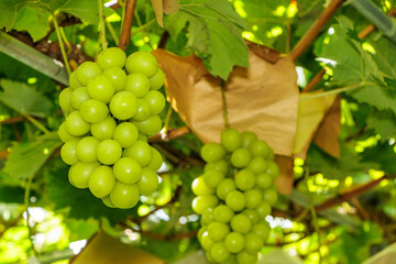 収穫が始まったシャインマスカット