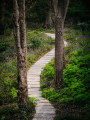 path in the woods